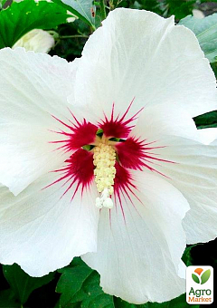 Ексклюзив! Гібіскус білий "Квітка любові" (Flower of Love) (преміальний красивоцветущий сорт)2