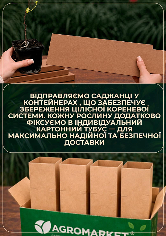 Тюльпанове дерево яскраво-жовте "Ліріодендрон" (Liriodendron tulipifera)
