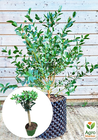 LMTD Эвкалипт вечнозеленый "Parvula"  (30-40см)