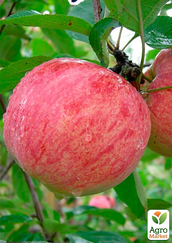 Яблуня "Штрейфлінг Зимовий" (Штрифель) (зимовий сорт, пізній термін дозрівання)