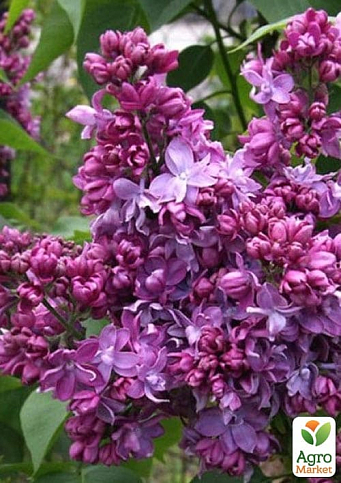 Бузок махровий "Рresident Loubet" (дуже ароматний сорт) - фото 5