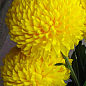 Хризантема срезочной "Креміст жовтий" (вкоріненого живця висота 5-10 см)
