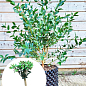 LMTD Эвкалипт вечнозеленый "Parvula"  (30-40см)