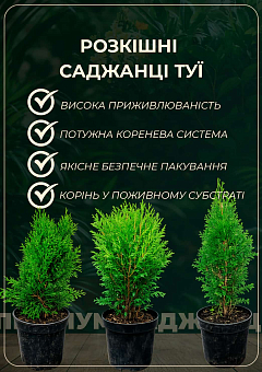 Туя 5-річна східна "Pyramidalis Aurea" С3, висота 50-60 см22
