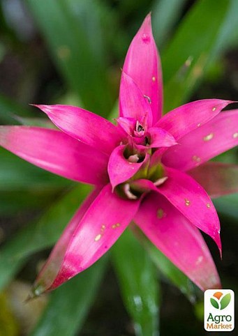 Бромелия мікс "Bromelia mixed" дм 12 см вис. 45 см