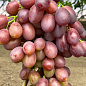 Виноград "Энергодар" (ультраранний, крупная хрустящая ягода приятного мускатного вкуса)