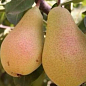 Груша "Львовский сувенир" (зимний сорт, поздний срок созревания)
