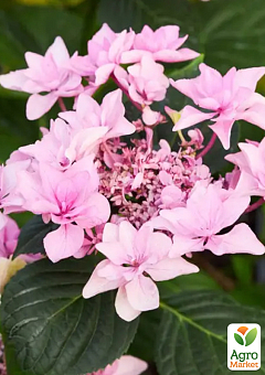 Гортензия цветущая крупнолистная "Доппио Роза" (Hydrangea macrophylla Doppio Rosa) вазон С1,51