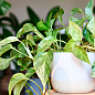 Эпипремнум "Marble Queen" 20-30см