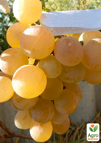 Виноград "Лучезарный" (ранне-средний срок созревания, длительный срок хранения)