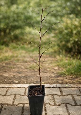 Ексклюзив! Зізіфус (унабі) "Vakhsh (Вахш)" (середній термін дозрівання, високоврожайний сорт) вазон Р9, висота 10-15см - фото 5