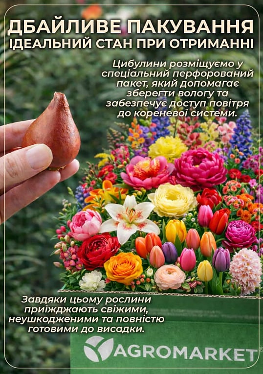 Мускари "Armeniacum" укоренённые - фото 3