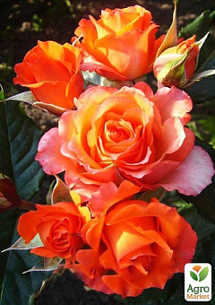Роза чайно-гибридная "Verano®" (саженец класса АА+) высший сорт1
