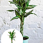 LMTD Драцена переплетенная "Sanderiana" (высота 40-50см)