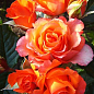 Роза чайно-гибридная "Verano®" (саженец класса АА+) высший сорт