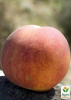 Персик "Вулкан" (літній сорт, середній термін дозрівання)2