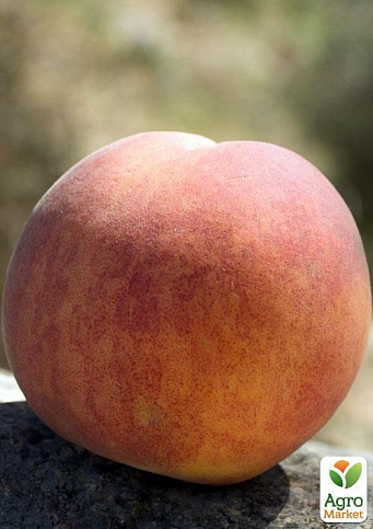 Персик "Вулкан" (літній сорт, середній термін дозрівання)