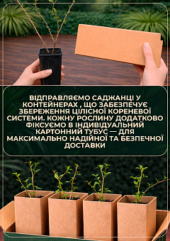 Годжи 2-х летний "New Big" (укорененный в контейнере)1