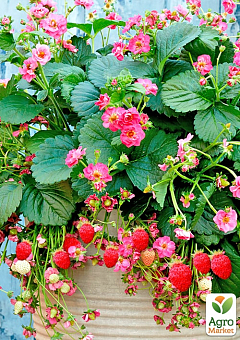 Суниця рожевоквіткова "Ред Бьюті" (декоративний, плодоносний сорт) 1