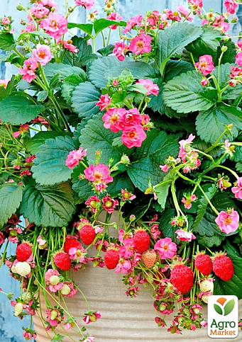 Суниця рожевоквіткова "Ред Бьюті" (декоративний, плодоносний сорт) 