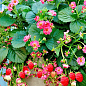 Суниця рожевоквіткова "Ред Бьюті" (декоративний, плодоносний сорт) 