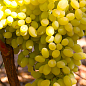 Виноград кишмиш "Гелиодор" (укорененный саженец в контейнере)
