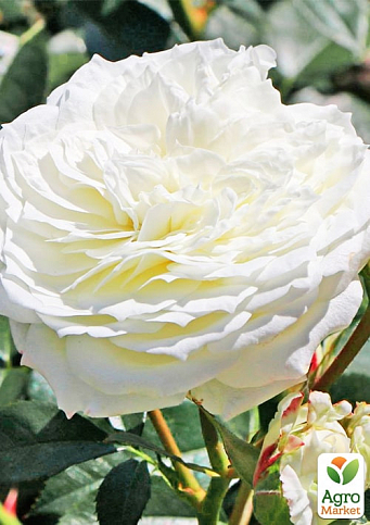 Троянда кущова "Алабастер" (Alabaster) (саджанець класу АА+) вищий сорт  - фото 2