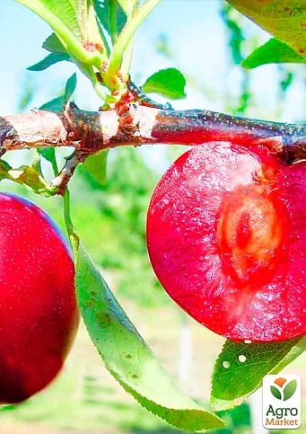 Слива "Бербанк гигант" (летний сорт, средний срок созревания) - фото 4