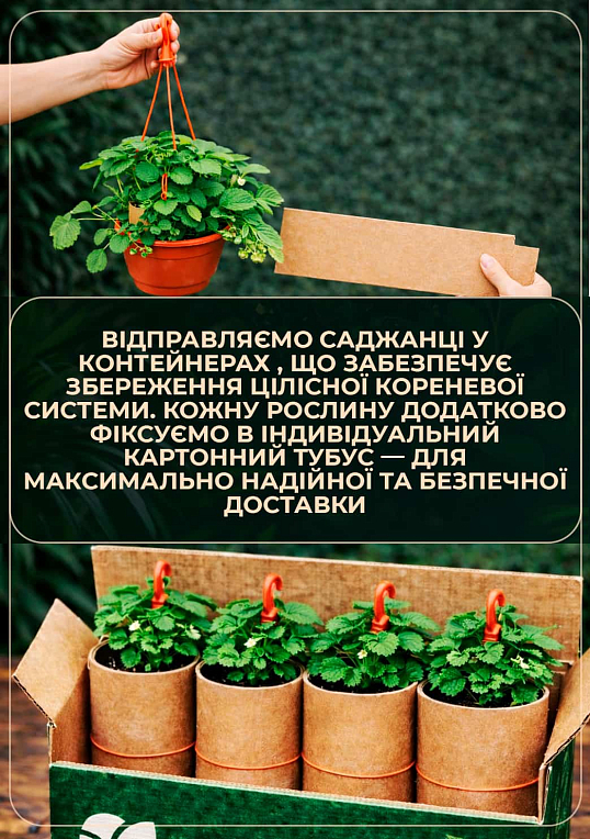 Суниця великоплідна "Барон Солемахер" ремонтантна у підвісному вазоні - фото 3