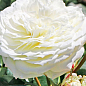Роза кустовая "Алабастер" (Alabaster) (саженец класса АА+) высший сорт купить
