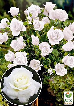 Роза штамбовая "White  Meidiland" (саженец класса АА+) высший сорт1