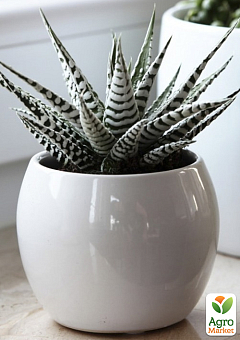 LMTD Хавортия "Alba" (Haworthia Fasciata) высота растения 5-10см8