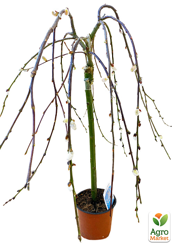 Ива Бонсай плакучая "Kilmarnock"  - фото 5