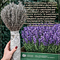 Лаванда англійська вузьколиста "Бузковий туман" (Рurple Haze) цена