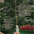 Вишня "Встреча" (летний сорт, ранний срок созревания) цена