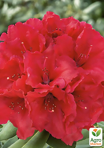 LMTD Рододендрон квітучий 5-річний "Red Jack" (висота 40-50см)  - фото 4