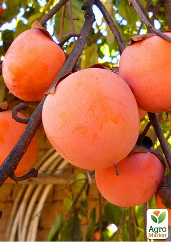 Хурма на віргінській морозостійкій підщепі "Божий дар" вищий сорт! - фото 10