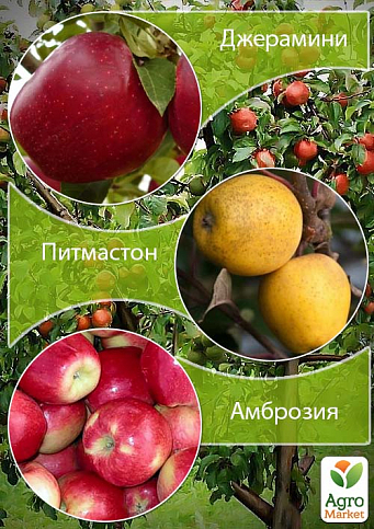 Дерево-сад Яблоня "Джерамини+Питмастон+Амброзия"