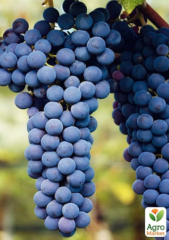 Виноград "Неббіоло" (італійський винний сорт) - фото 2