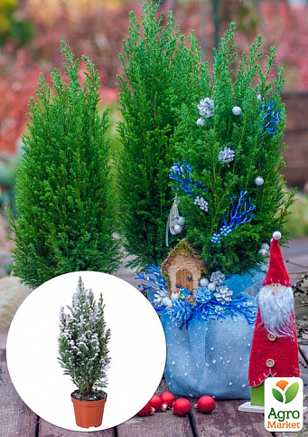 Хвоя Новорічна "Christmas Cypress" (Різдвяний кипарис) (висота 30см)