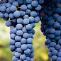Виноград "Неббіоло" (італійський винний сорт) купить