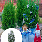 Хвоя Новогодняя "Christmas Cypress" (Рождественский кипарис) (высота 30см)