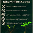 Аморфа чагарникова (чудовий медонос і пилконос), Р9