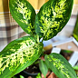 Дифенбахія (Dieffenbachia) "Compacta"