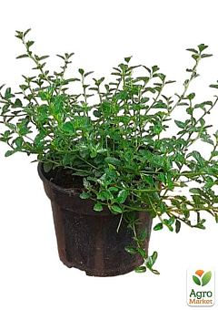 Цеанотус (Ceanothus thyrs. Repens) вазон С36