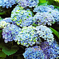 LMTD Гортензия крупнолистная цветущая 4-х летняя "Magical Revolution Blue" (40-60см) цена