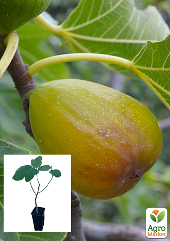 Інжир золотистий "Беянс" саджанець 2 роки (ремонтантний, великоплідний, ранній сорт)