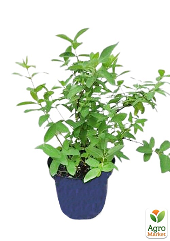 Жимолость 2х-летняя "Спокуса" (средний срок созревания, крупноплодный сорт) С2 - фото 7