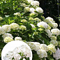 LMTD Гортензия крупнолистная цветущая 2-х летняя "Snowball" (20-30см)