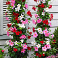 Дипладенія (Mandevilla) "Jasper Velvet Red" (квітуча ліана)